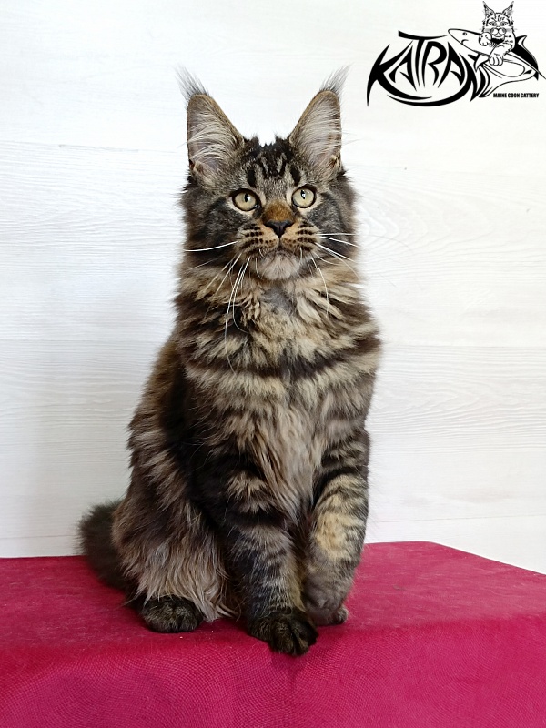 Katran Kamalia - Kitten maine-coon 4 months