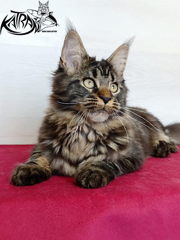 Katran Kamalia - Kitten maine-coon 4 months