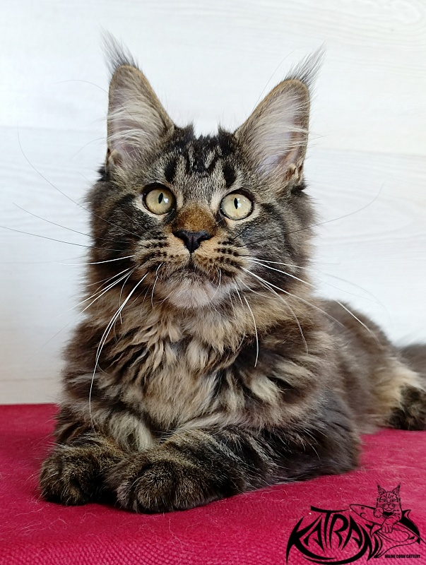 Katran Kamalia - Kitten maine-coon 4 months