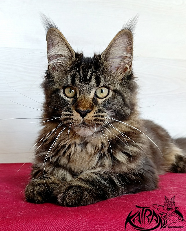 Katran Kamalia - Kitten maine-coon 4 months