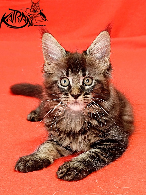 Katran Kamalia - Kitten maine-coon 1 month 2.5 weeks