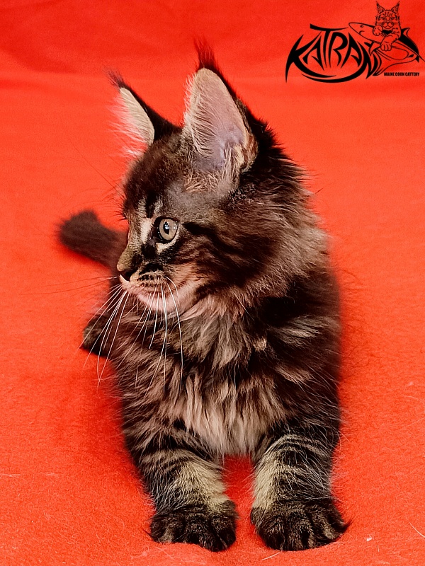 Katran Kamalia - Kitten maine-coon 1 month 2.5 weeks