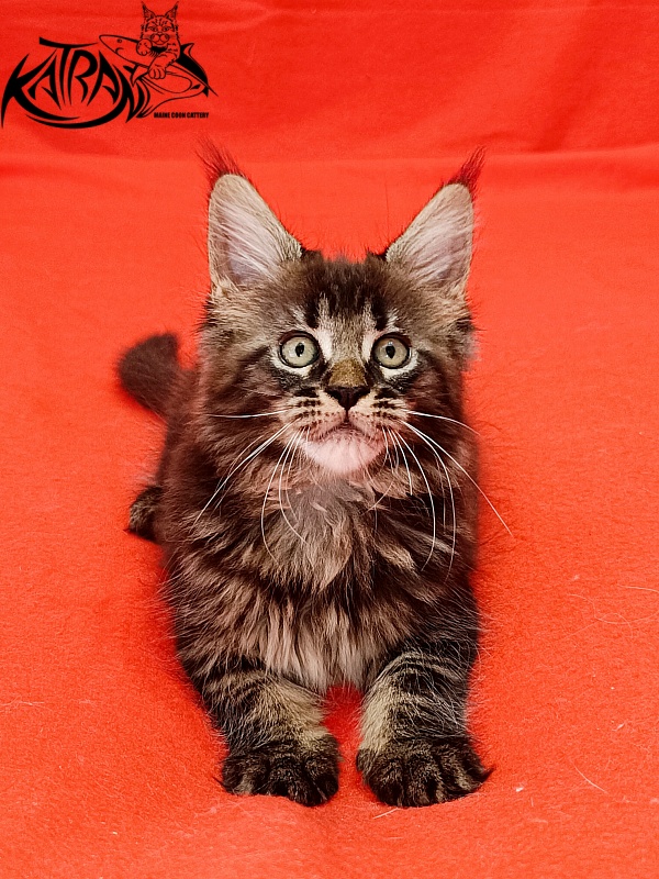 Katran Kamalia - Kitten maine-coon 1 month 2.5 weeks
