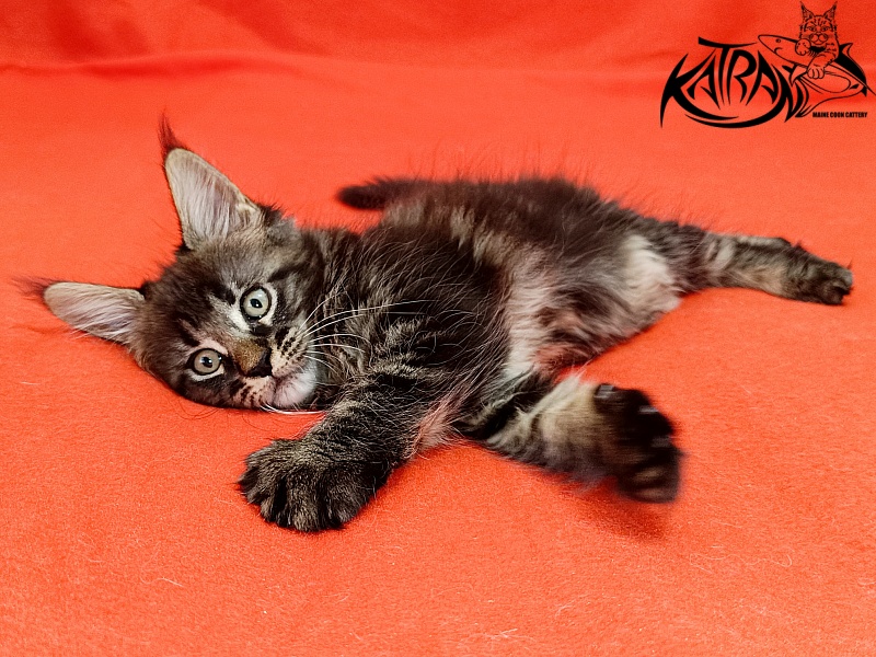 Katran Kamalia - Kitten maine-coon 1 month 2.5 weeks