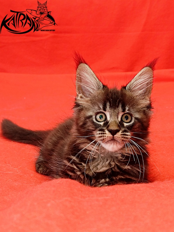 Katran Kamalia - Kitten maine-coon 1 month 2.5 weeks