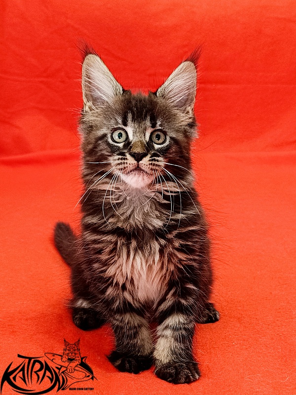 Katran Kamalia - Kitten maine-coon 1 month 2.5 weeks