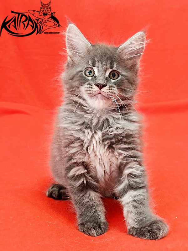 Katran Leonis - Kitten maine-coon 1 month 2.5 weeks