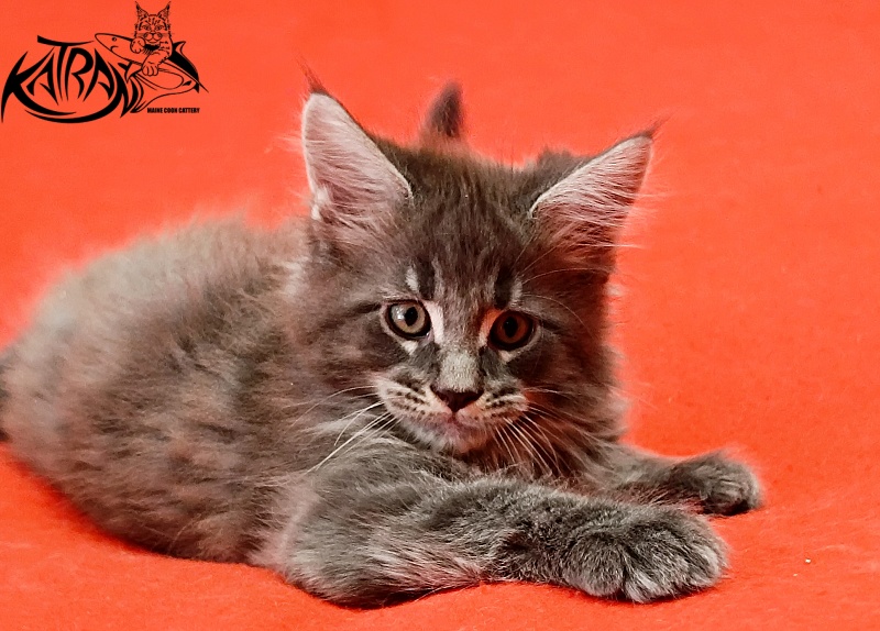 Katran Leonis - Kitten maine-coon 1 month 2.5 weeks
