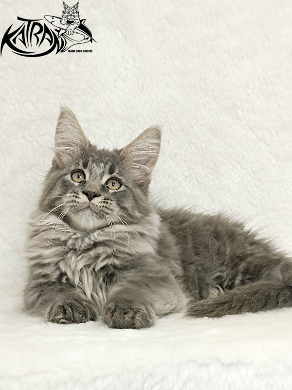 Katran Leonis - Kitten maine-coon 2 months 3 weeks