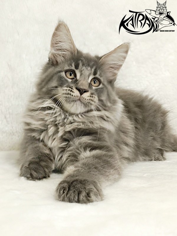 Katran Leonis - Kitten maine-coon 2 months 3 weeks