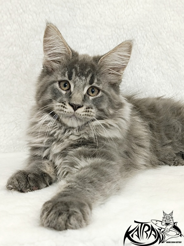 Katran Leonis - Kitten maine-coon 2 months 3 weeks