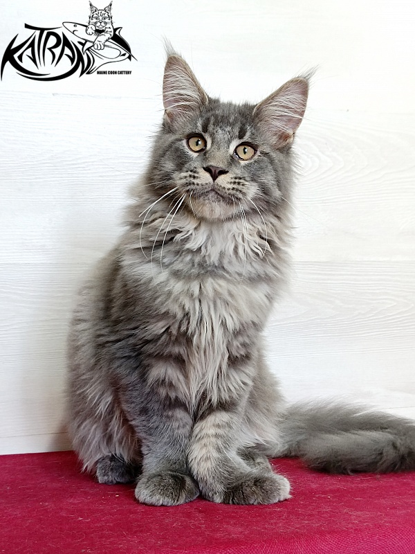 Katran Leonis - Kitten maine-coon 4 months