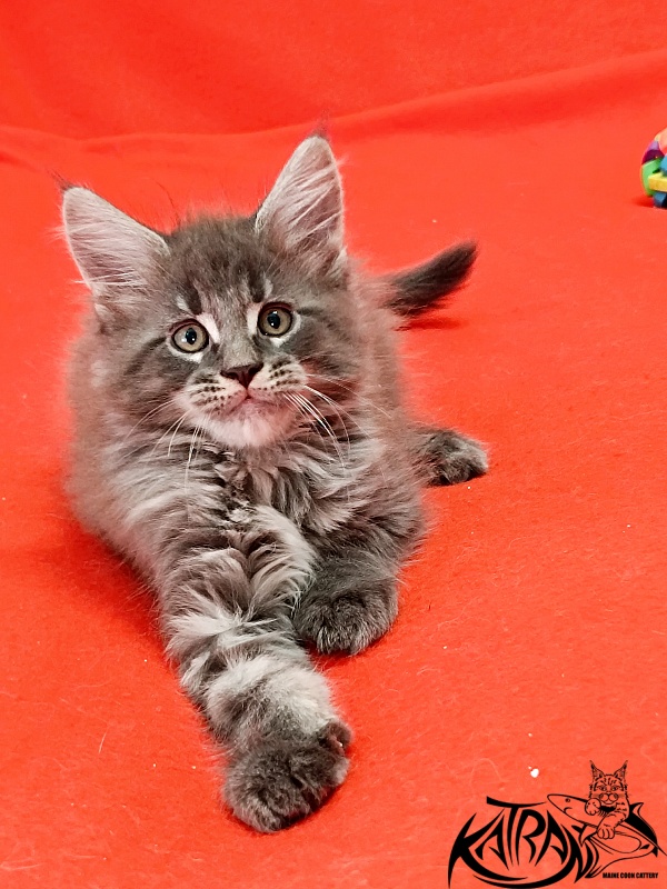 Katran Leonis - Kitten maine-coon 1 month 2.5 weeks