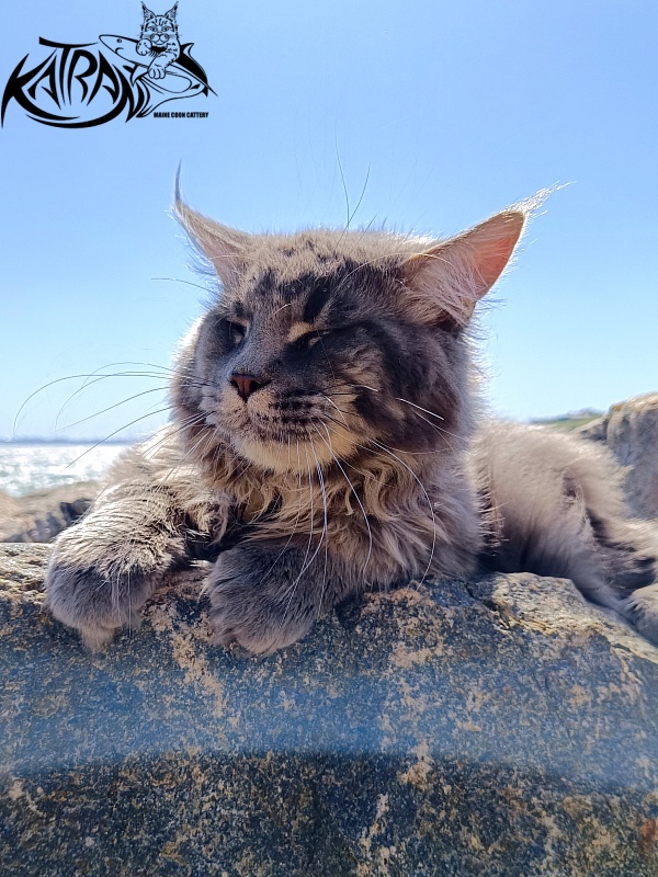 Katran Leonis - Junior maine-coon 9 months 1 week