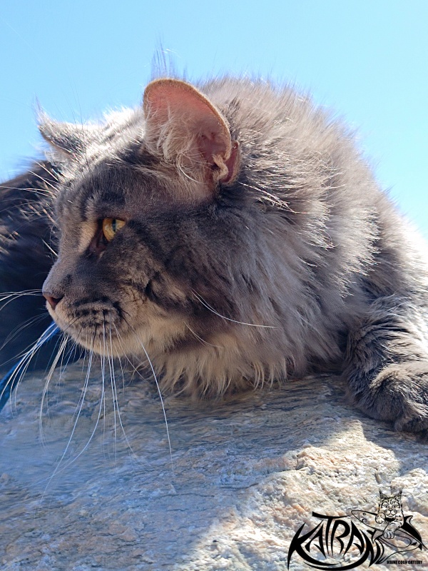 Katran Leonis - Junior maine-coon 9 months 1 week