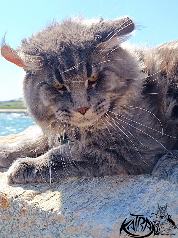 Katran Leonis - Junior maine-coon 9 months 1 week