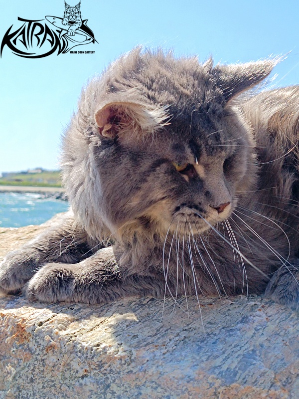 Katran Leonis - Junior maine-coon 9 months 1 week