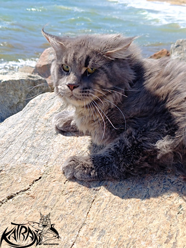 Katran Leonis - Junior maine-coon 9 months 1 week