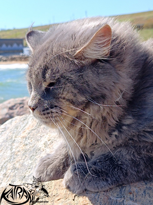 Katran Leonis - Junior maine-coon 9 months 1 week