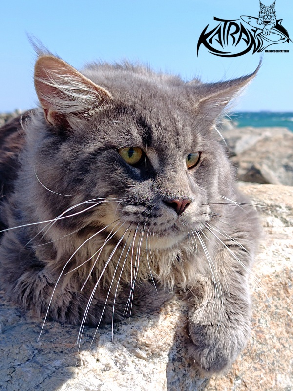 Katran Leonis - Junior maine-coon 9 months 1 week