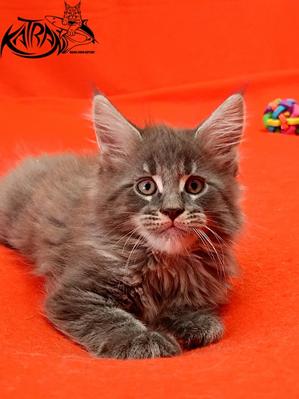 Katran Leonis - Kitten maine-coon 1 month 2.5 weeks