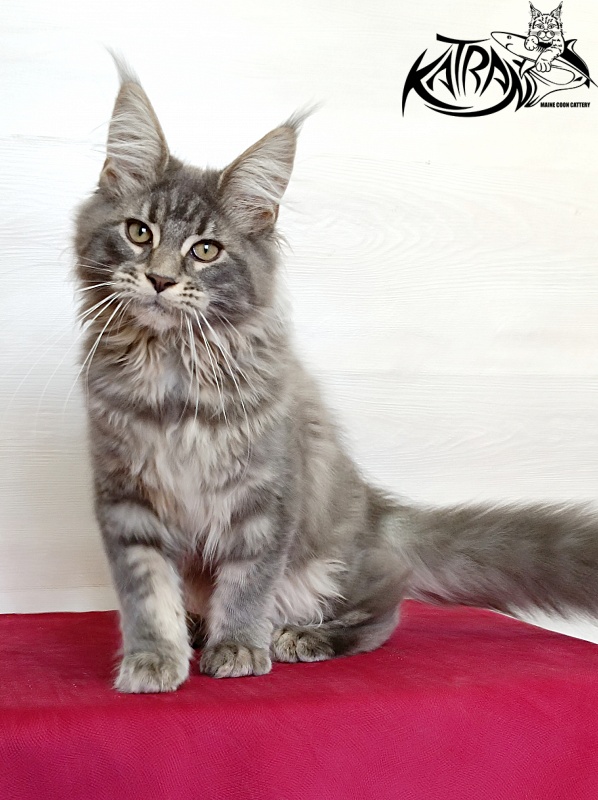 Katran Lavandia - Kitten maine-coon 4 months