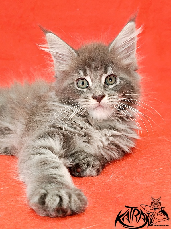 Katran Lavandia - Kitten maine-coon 1 month 2.5 weeks