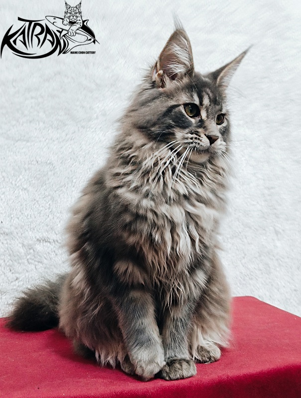 Katran Lavandia - Kitten maine-coon 5 months 1 week