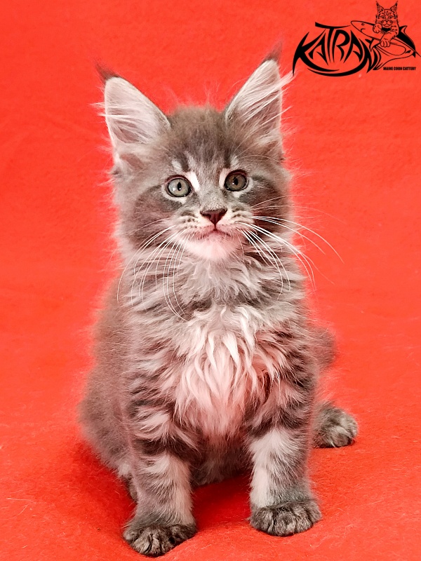 Katran Lavandia - Kitten maine-coon 1 month 2.5 weeks