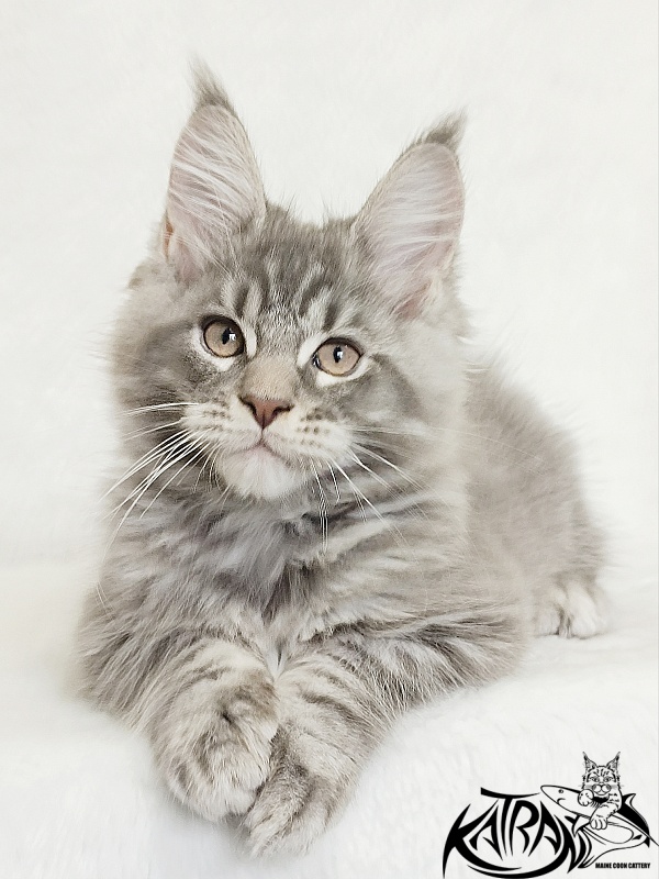 Katran Marseilles - Kitten maine-coon 2 months 1 week