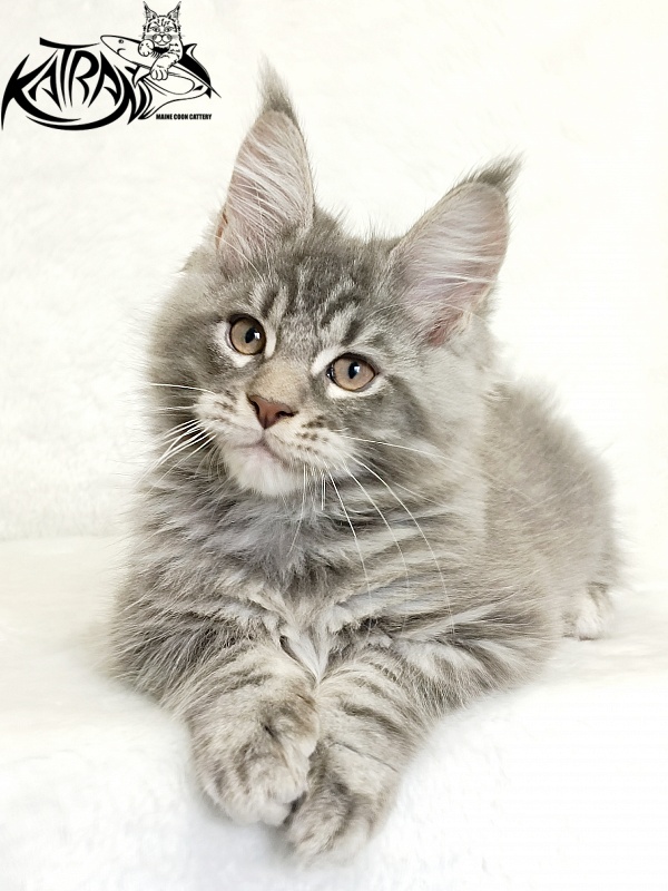 Katran Marseilles - Kitten maine-coon 2 months 1 week
