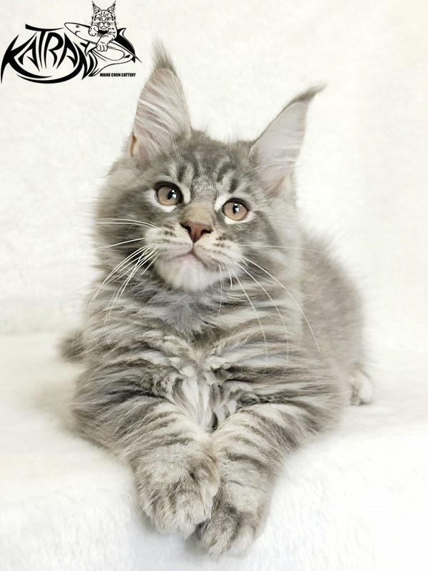 Katran Marseilles - Kitten maine-coon 2 months 1 week
