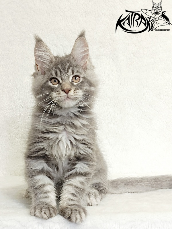 Katran Marseilles - Kitten maine-coon 2 months 1 week