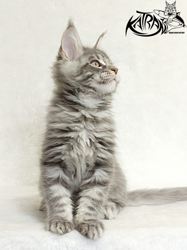Katran Marseilles - Kitten maine-coon 2 months 1 week