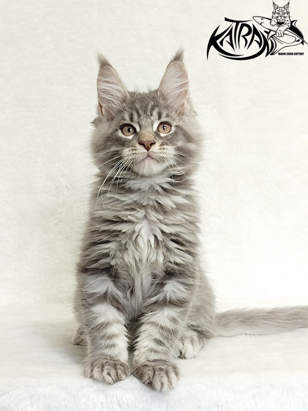 Katran Marseilles - Kitten maine-coon 2 months 1 week