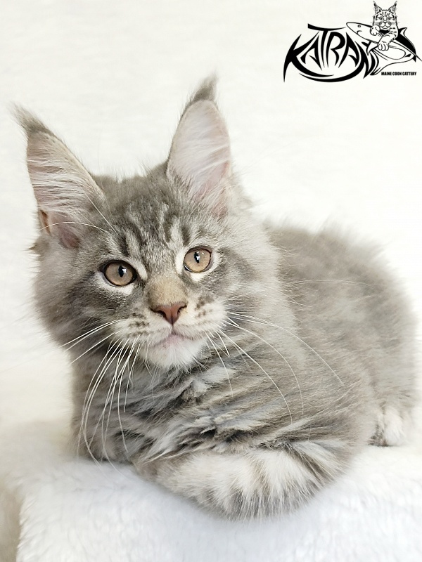 Katran Marseilles - Kitten maine-coon 2 months 1 week
