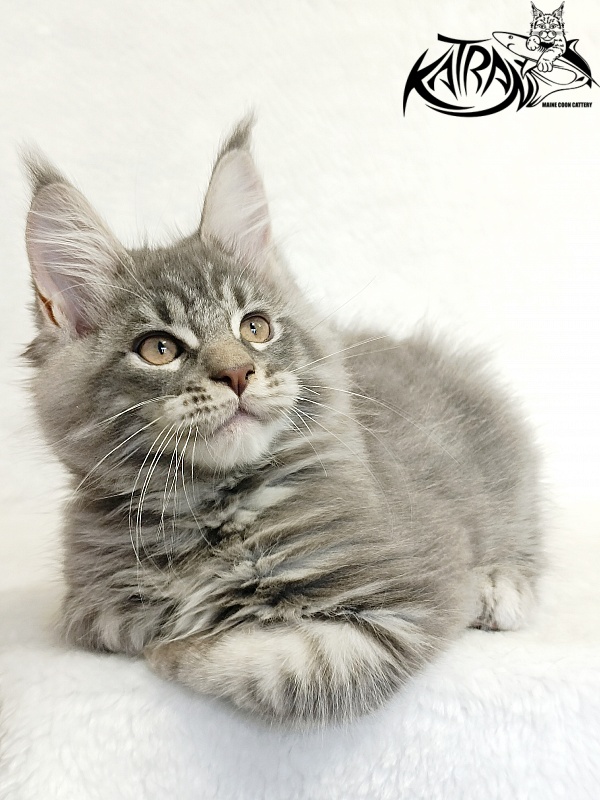 Katran Marseilles - Kitten maine-coon 2 months 1 week