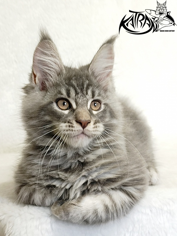 Katran Marseilles - Kitten maine-coon 2 months 1 week