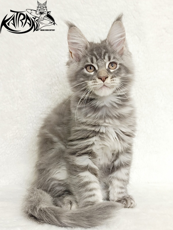 Katran Marseilles - Kitten maine-coon 2 months 1 week