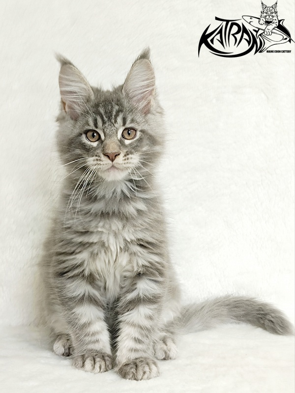 Katran Marseilles - Kitten maine-coon 2 months 1 week