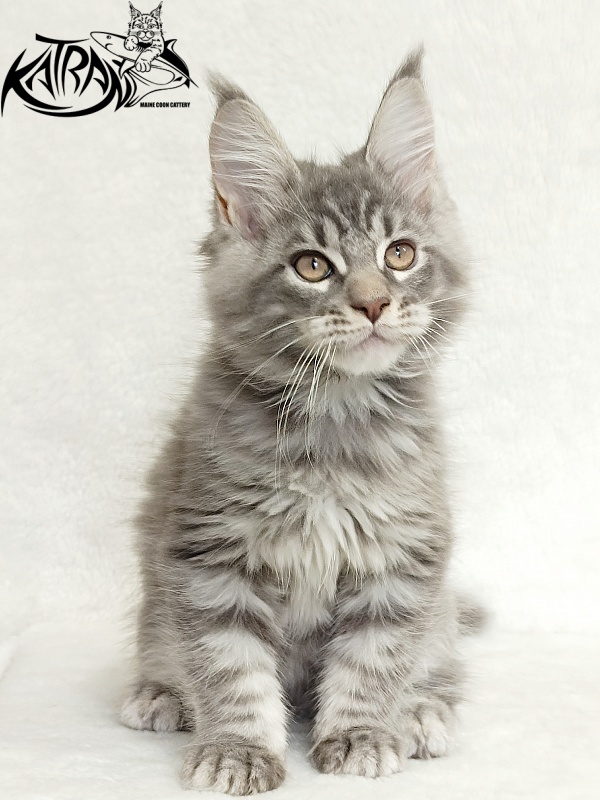 Katran Marseilles - Kitten maine-coon 2 months 1 week