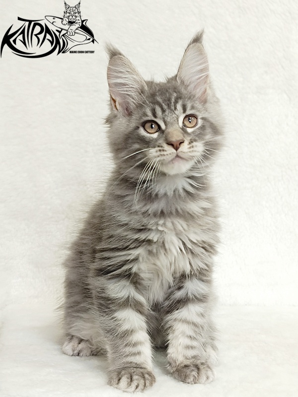 Katran Marseilles - Kitten maine-coon 2 months 1 week