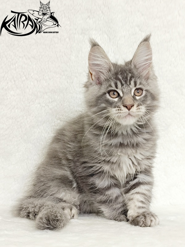 Katran Marseilles - Kitten maine-coon 2 months 1 week