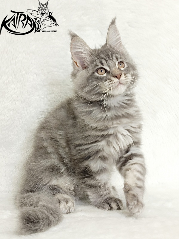 Katran Marseilles - Kitten maine-coon 2 months 1 week
