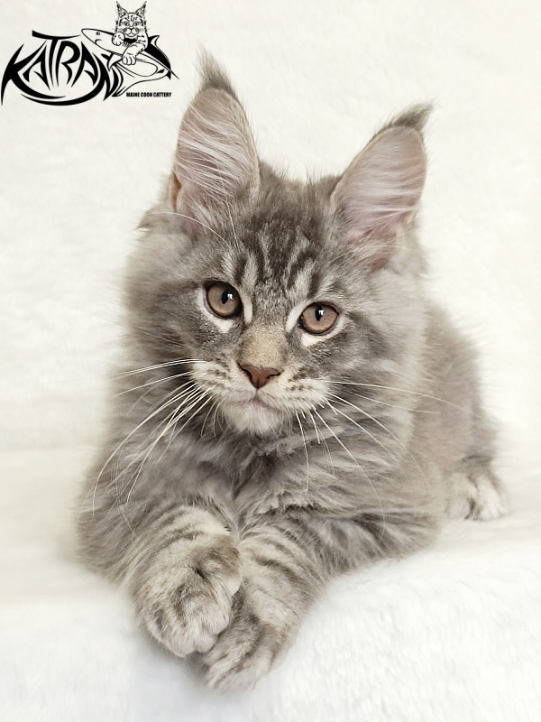Katran Marseilles - Kitten maine-coon 2 months 1 week
