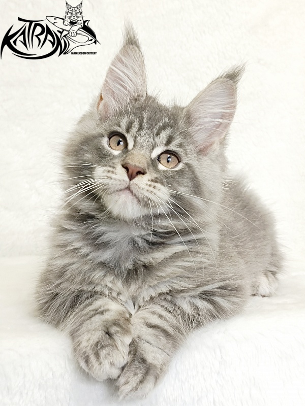Katran Marseilles - Kitten maine-coon 2 months 1 week