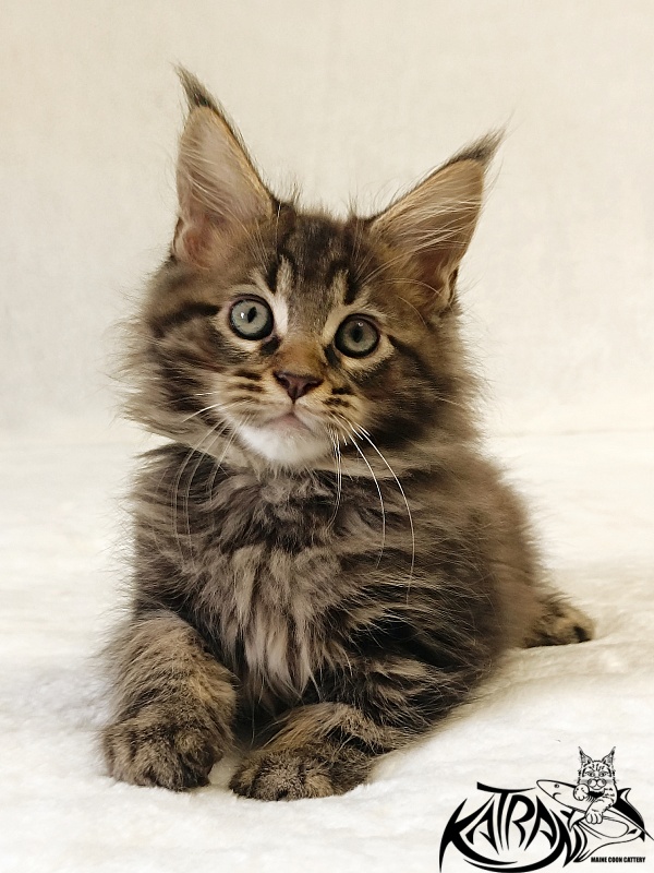 Katran Nash - Kitten maine-coon 2 months