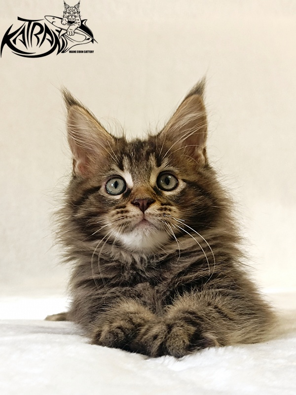 Katran Nash - Kitten maine-coon 2 months
