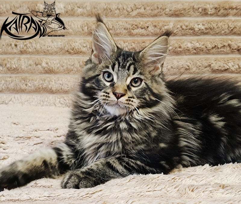 Katran Nash - Kitten maine-coon 3 months