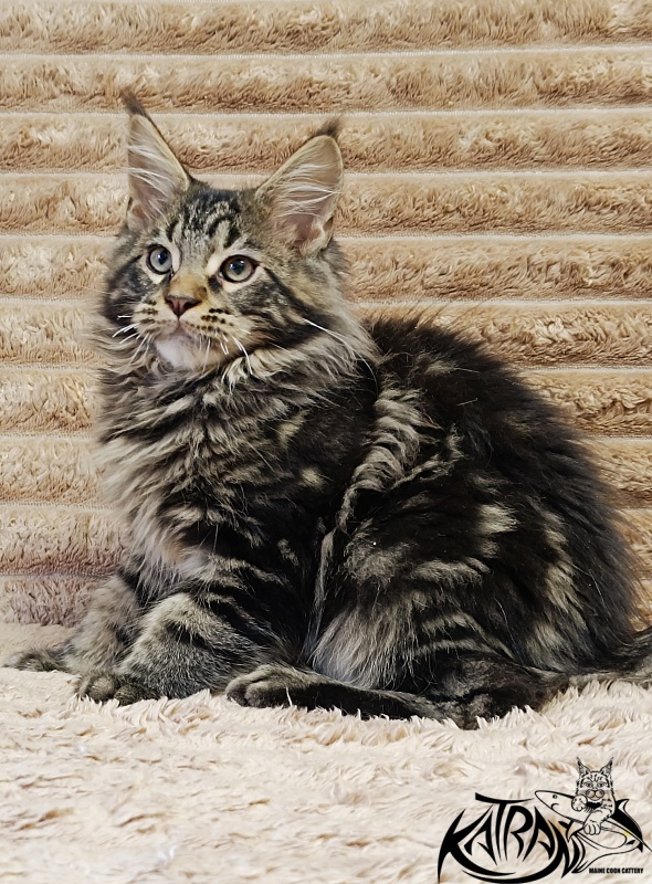Katran Nash - Kitten maine-coon 3 months